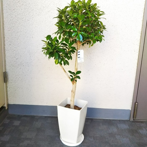 現品】新しい品種 珍しい 観葉植物 フィカスナナ 6号鉢 高さ85