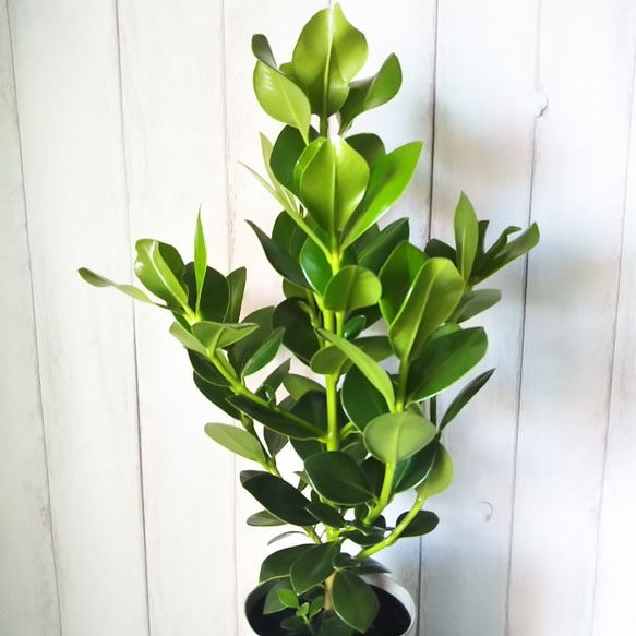 希少種　珍しい　観葉植物　クルシア　おしゃれインテリアプランツ　丈夫で育てやすい 受皿プレゼント 3枚目の画像