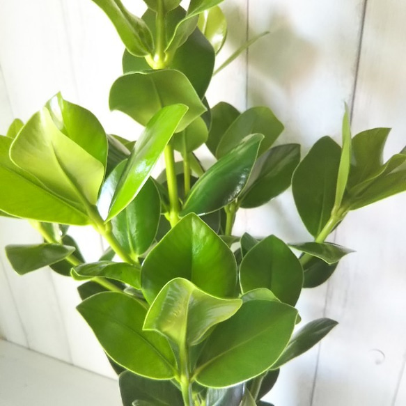 希少種　珍しい　観葉植物　クルシア　おしゃれインテリアプランツ　丈夫で育てやすい 受皿プレゼント 6枚目の画像