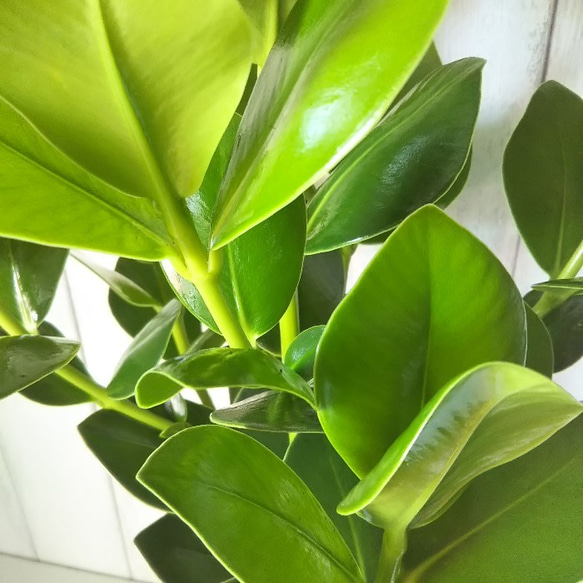 希少種　珍しい　観葉植物　クルシア　おしゃれインテリアプランツ　丈夫で育てやすい 受皿プレゼント 7枚目の画像
