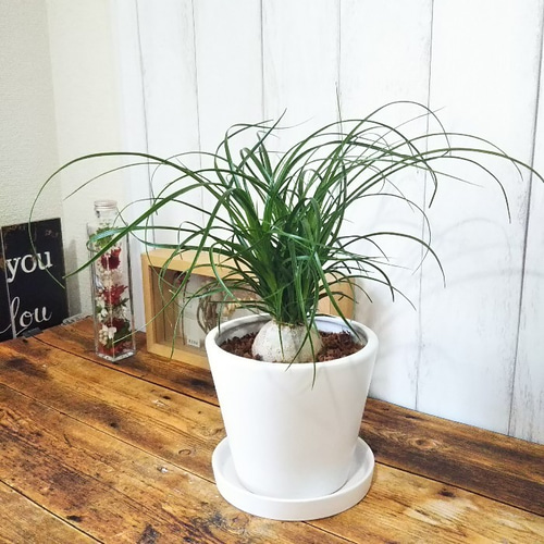 珍しい観葉植物 ノリナ ポニーテール トックリラン 受皿付陶器鉢
