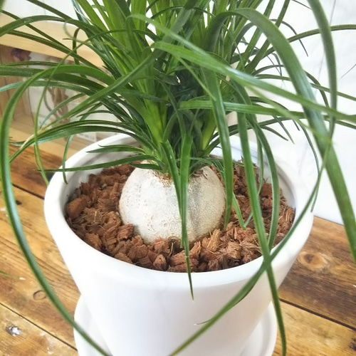 珍しい観葉植物 ノリナ ポニーテール トックリラン 受皿付陶器鉢
