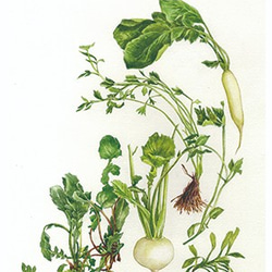 水彩アート「夏野菜Ⅱ」A4ポスター。 イラスト アトリエライジュ 通販