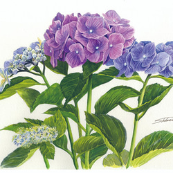 ご注文制作A4サイズ「紫陽花Ⅲ」水彩、手描き原画、1点物、額装済み。送料無料 3枚目の画像
