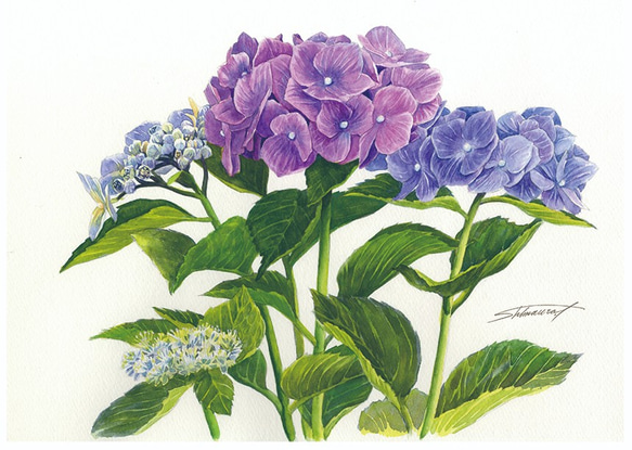 オリジナルA4ポスター「紫陽花ボタニカル」 1枚目の画像