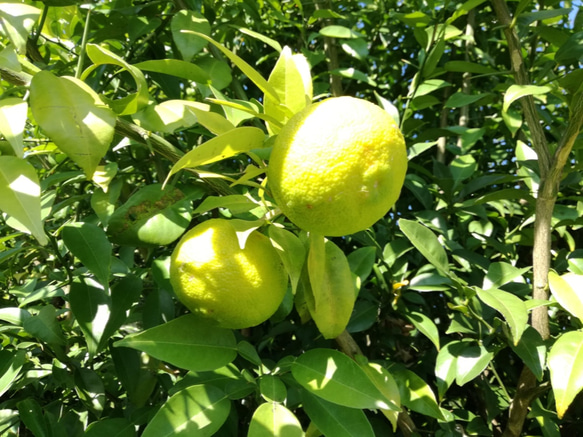 A級 産地直送/無農薬「柚子」1kg（中〜大玉・家庭用） 3枚目の画像