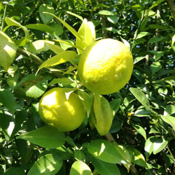 B級 岡山県産/無農薬「柚子」1kg（中〜大玉・家庭用） 1枚目の画像