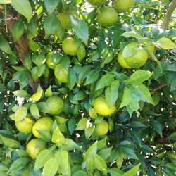 B級 岡山県産/無農薬「柚子」10kg（中〜大玉・家庭用） 2枚目の画像