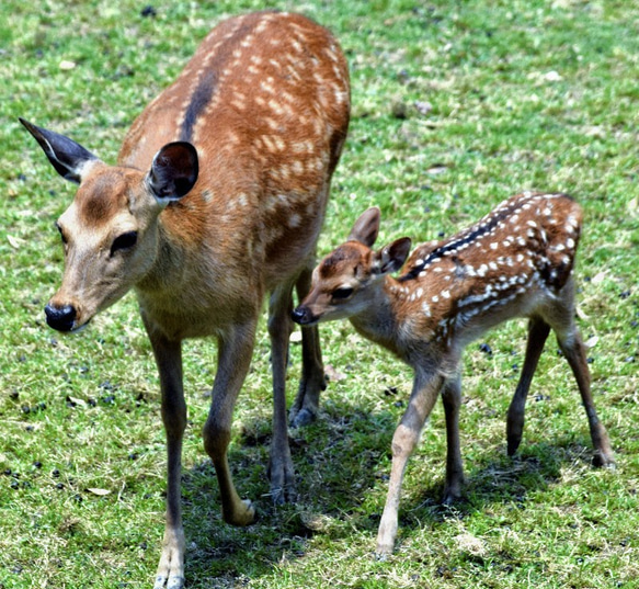 マリ共和国バンバラ族のバンビ柄がカワイイ泥染め布❝BogolanFini❞を使ったハット『Bogolan Bambi』 10枚目の画像