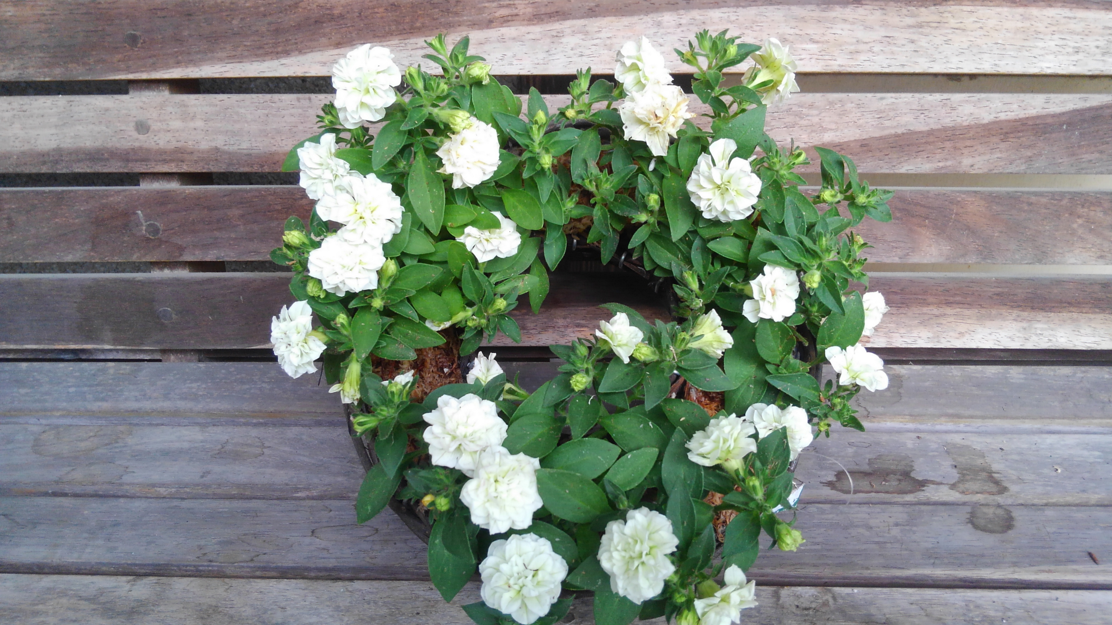 花苗　リース仕立　八重咲きペチュニア　花結び