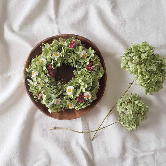 アナベルのリース 赤と白のポイントカラー ドライフラワー ドライ  