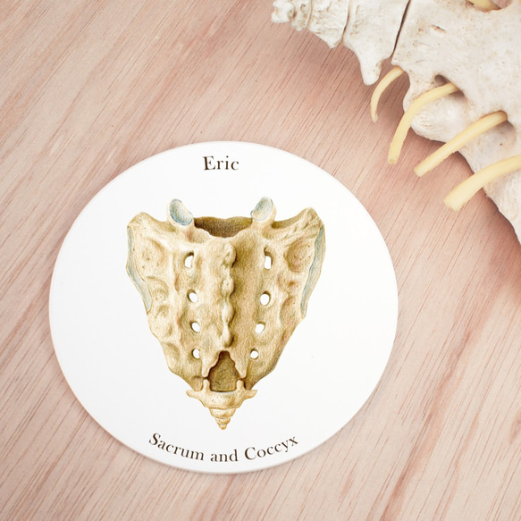 すべての成功者の背後には、脊椎、仙尾椎 S1 ～ 5、Co1 ～ 4 のコースターがあります。 2枚目の画像