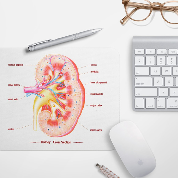 腎臓器官の解剖図マウスパッド、医師、医学生、看護師、セラピスト、科学的な贈り物/贈り物 2枚目の画像