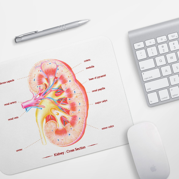 腎臓器官の解剖図マウスパッド、医師、医学生、看護師、セラピスト、科学的な贈り物/贈り物 3枚目の画像