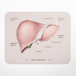 肝臓解剖学マップマウスパッド、ドクターナースライフサイエンス生物学卒業ギフト/ギフト 1枚目の画像