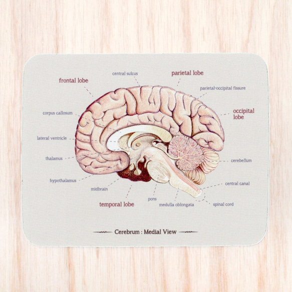 エレガントな脳の解剖図のマウスパッド 1枚目の画像