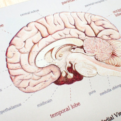 優雅的大腦解剖圖滑鼠墊 第2張的照片