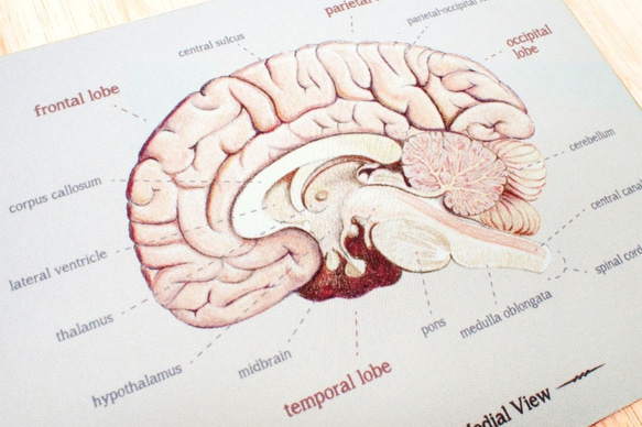 優雅的大腦解剖圖滑鼠墊 第2張的照片