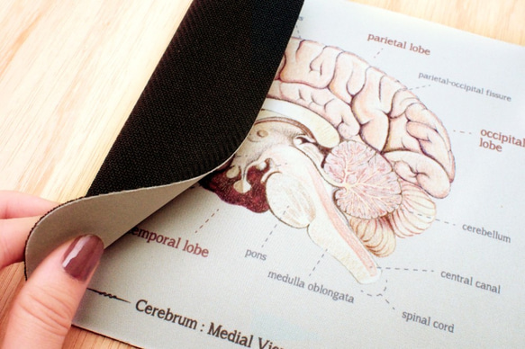 エレガントな脳の解剖図のマウスパッド 4枚目の画像