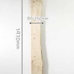 【木の身長計　耳付き材】とち／N-SIN-TC-19　お子さまの成長を見守る 3枚目の画像