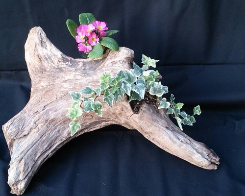 流木☆プランツハンガー お得なセット！流木ハンガー&エアプランツホルダー&チランジア