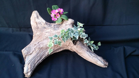 アンティーク流木 1.5号鉢ホルダー付き流木 卓上型 No.1984 | 流木専門店のアクアリバー