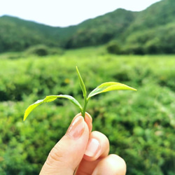 【無農薬・自然栽培】兵庫県仙霊茶　煎茶・ほうじ茶　60gｘ各１袋セット 6枚目の画像