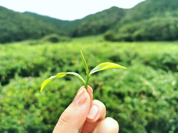 【無農薬・自然栽培】兵庫県仙霊茶　煎茶×１ ほうじ茶×２　各60gセット 6枚目の画像