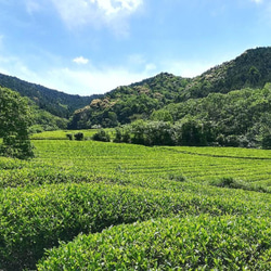 【無農薬・自然栽培】兵庫県仙霊茶　煎茶×１ ほうじ茶×２　各60gセット 7枚目の画像