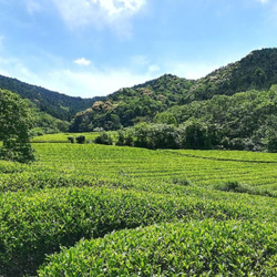 仙霊茶　和紅茶 7枚目の画像