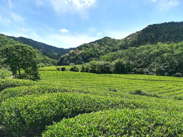 仙霊茶　和紅茶 7枚目の画像