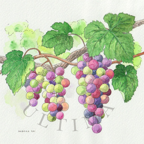 ☆受注制作「葡萄」*額装付き手描き水彩画 *送料無料 絵画 ☆受注制作「葡萄」*額装付き手描き水彩画 *送料無料 絵画