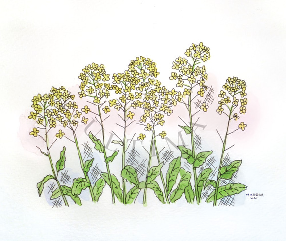 ♥お値下げ 菜の花～幸せの小さな黄色い小花 / 春の野の花シリーズ 水彩画原画 ☆額サービス品 6枚目の画像