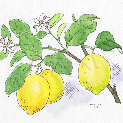 檸檬 レモン 果物 果実 静物画 水彩画 アート 絵画 美術 芸術 壁掛け飾り 71RztO4i9TL._UF350,350_QL80_.jpg