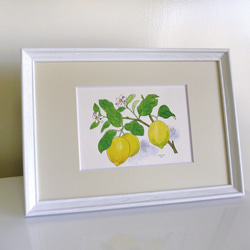レモン / 果実シリーズ ＊額装付き手描き水彩画＊ ☆額サービス品 送料