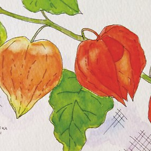 ほおずき～夏の想い出 / 果実シリーズ ＊額装付き手描き水彩画＊ 送料