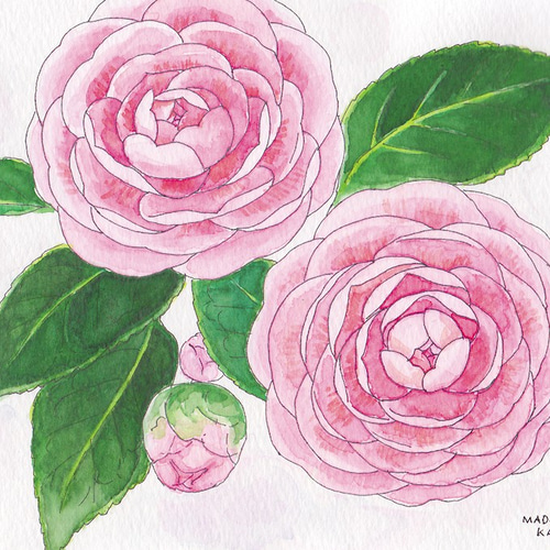 ☆受注制作 乙女椿 ＊額装付き手描き水彩画＊ ☆ 額サービス品