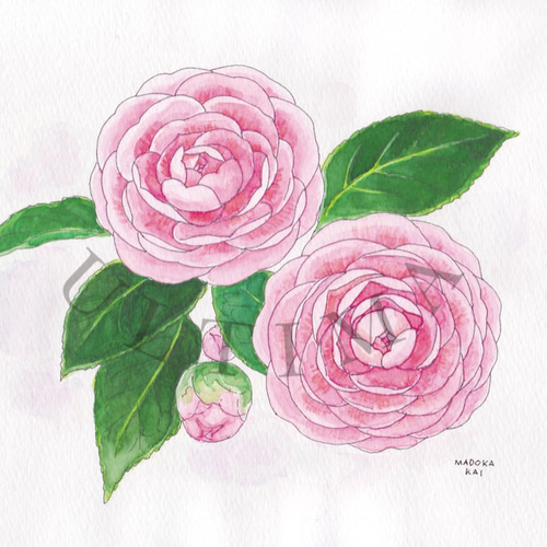 ☆受注制作 乙女椿 *額装付き手描き水彩画* ☆ 額サービス品 ☆受注制作 乙女椿 *額装付き手描き水彩画* ☆ 額サービス品