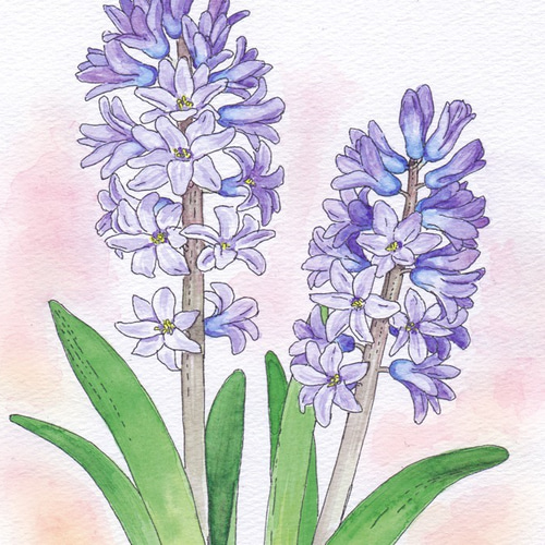 ヒヤシンス＊額装付き手描き水彩画＊ ☆マットカラーは選べる2色