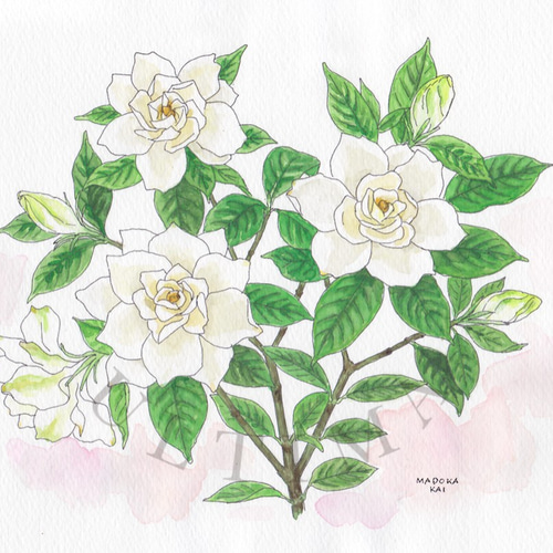 ☆受注制作 クチナシ 額装手描き水彩原画 送料無料 絵画 うるち