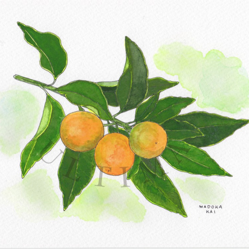 油絵風景画　静物画　キンカン　金柑　黄色　オレンジ　春の果実風景画　インテリア 0_62217c1e8d2120d199a15f07dc70