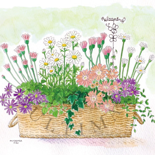 ☆受注制作 newマーガレットバスケット / 寄せ植えシリーズ 水彩画原画