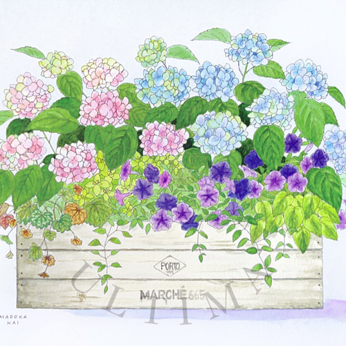 あじさいボックス / 寄せ植えシリーズ 水彩画原画 ☆送料無料