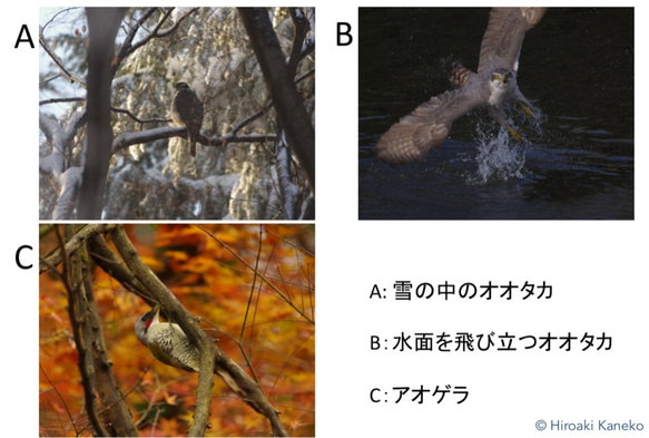 野鳥たちの素顔　〜ポストカード 3枚セット 〜 フォト おしゃれ インテリア 1枚目の画像