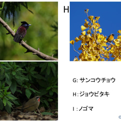 野鳥たちの素顔　〜ポストカード 3枚セット 〜 フォト おしゃれ インテリア 3枚目の画像