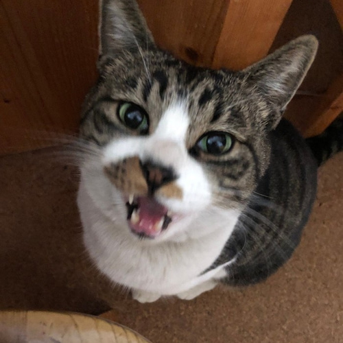 猫の表札（早坂さんのお宅のタカちゃん） 表札・ネームプレート 水野