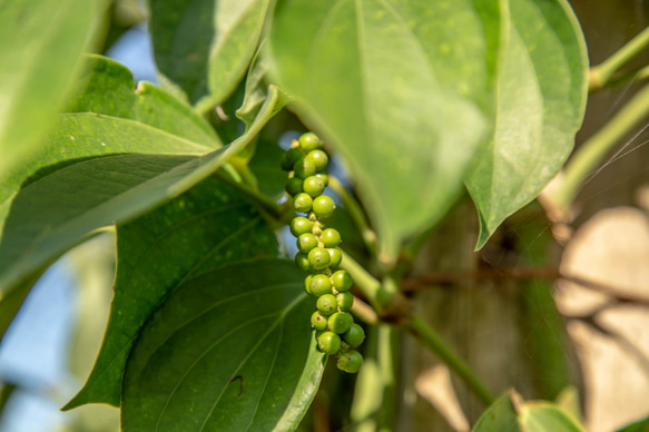 カンボジア産生胡椒の塩漬け【25g】 5枚目の画像