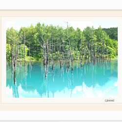 A4サイズ「美瑛の青い池」 2枚目の画像