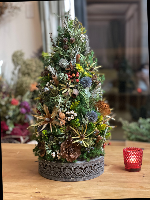 リューカデンドロンのクリスマスツリー 1枚目の画像