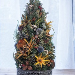 リューカデンドロンのクリスマスツリー 2枚目の画像